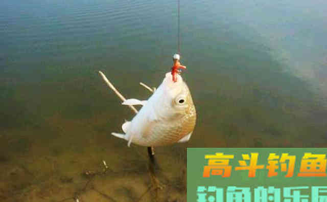 饵料有几种，钓鱼如何选饵料？这些答案在这里