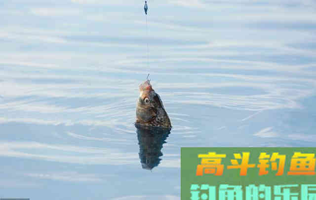 打窝打的多，一定钓鱼多吗？可能还会死窝
