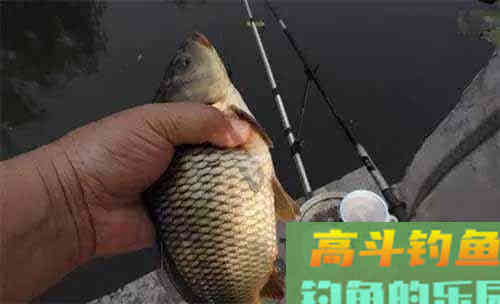 在家自制的钓鲫鱼香米，打窝效果一样很不错