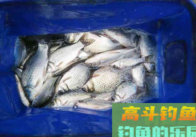 鲫鱼鲤鱼通杀窝料，自制简单成本低，比买的都便宜