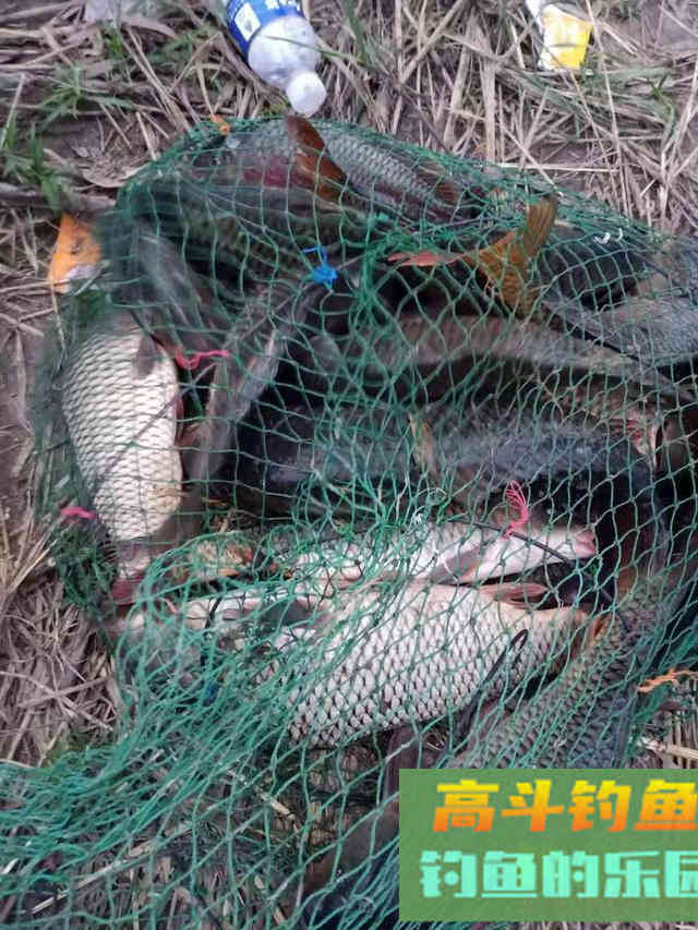 辽河海竿钓鲤鱼多年，玉米面最好用，附糟食饵配制步骤
