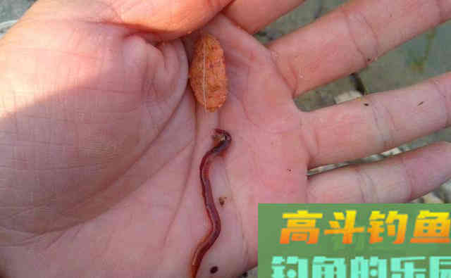 只用蚯蚓垂钓不上鱼，试一试面饵，做成蚯蚓伴侣