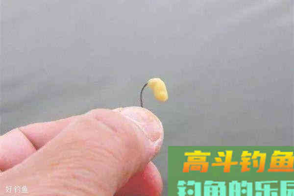 春季野钓用饵有招数，这招用的好，不愁钓不到鱼
