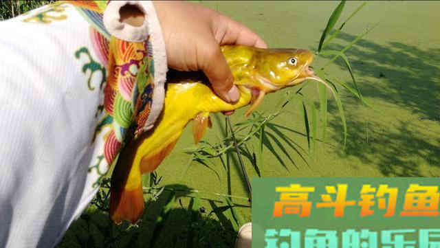 详解使用蚯蚓钓鱼有何优势及调漂方法