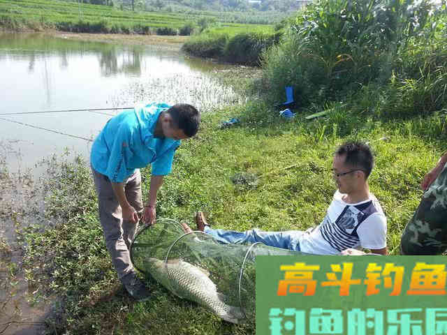 3种鱼的打窝方法，鲤鱼草鱼和武昌鱼的窝料