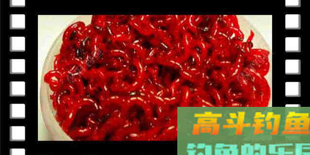 冬季鲫鱼必杀神饵红虫