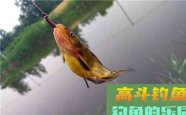 蚯蚓饵料使用加强版