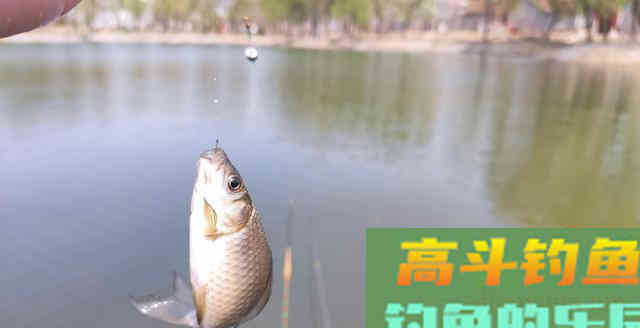 对于速钓野生鲫鱼时，所用饵料配方的重要性
