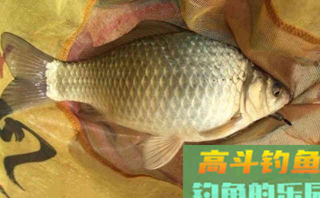 矶竿野钓鲫鱼,串钩挂红虫钓法,10多条大板鲫鱼 矶竿野钓鲫鱼,串钩挂红虫钓法,10多条大板鲫鱼