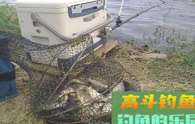 鲫鱼鲤鱼都想钓，试试这几块钱的自制饵