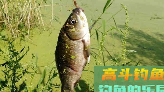 钓鱼遇到这种浮萍烂叶塘，直接使用蚯蚓这样钓