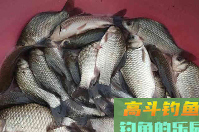 钓了40年鲫鱼，这用饵套路屡试不爽