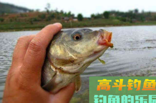 钓鱼用饵，加小药就是个坑？告诉你正确的打开方式