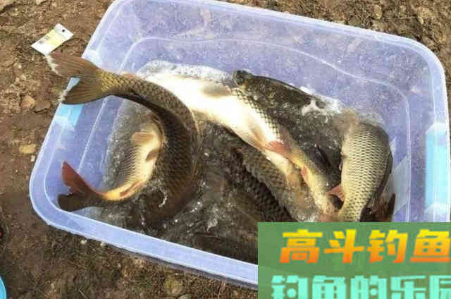 虾米天然饵配方，还有这种特色用法