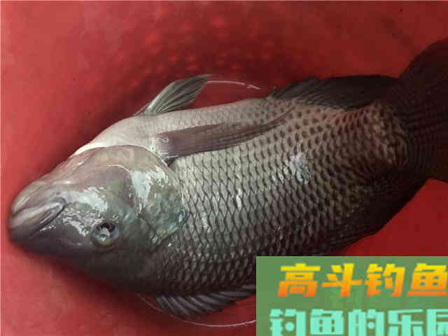 吃剩的月饼千万别丢，制作钓鱼不输商品饵，大物喜欢