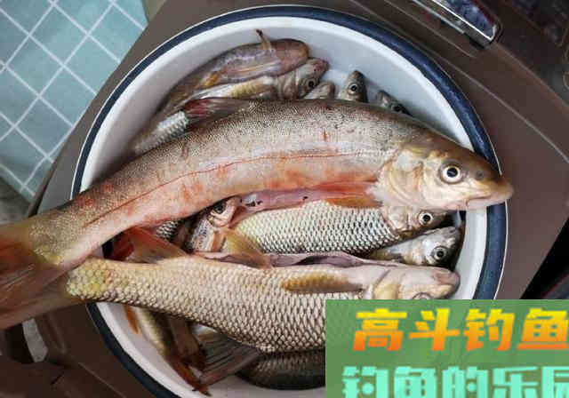 探钓细鳞鱼，用蚯蚓作钓名贵赤尾鱼