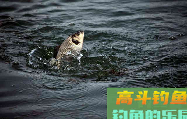 秋钓大鲤，推荐用上这款饵，再狡猾也钓得上来