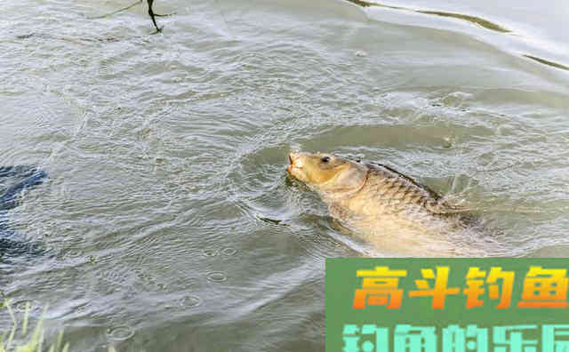 民间自制鲫鱼饵料，比平时至少多5倍渔获