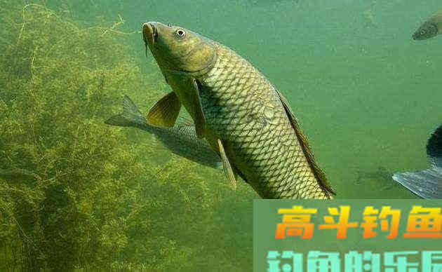 钓鱼中的两种油，在钓饵中广泛使用效果好
