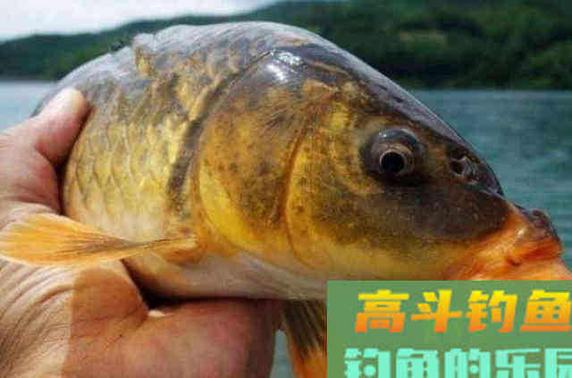 这才是玉米饵最牛的用法秘诀，猛拔鲤鱼十拿九稳