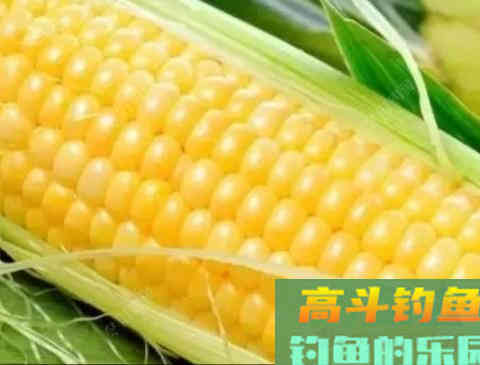 玉米窝料类别与水情鱼情分析，玉米窝料特性与打窝方法