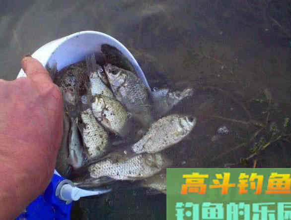 为什么打了窝子，守一天一条鱼也钓不到？
