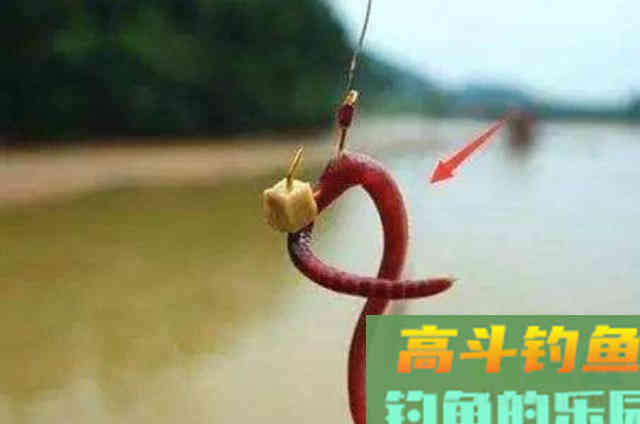降温之后好钓鱼，户外野钓鲫鱼时最常用的两种饵料
