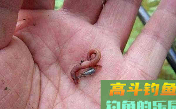 身边的这些东西，都可以用来钓鱼哦
