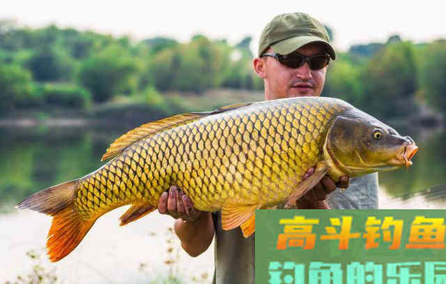 这款自制饵料专钓大鲤鱼，每次一小盆，从未失手过
