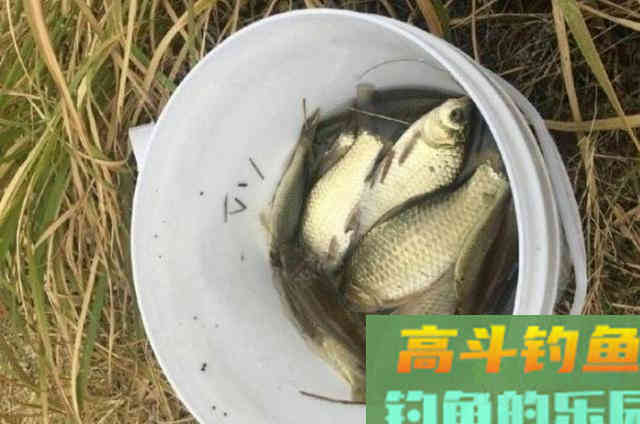 一到夏天，我就喜欢用这鲫鱼窝料