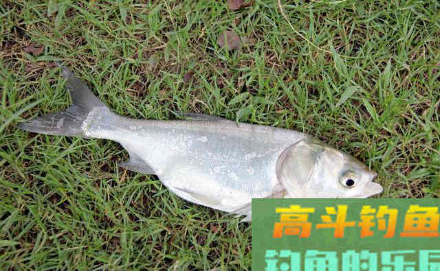 鲢鳙饵料，不仅是味型的不同，开制和应用中还另有篇章