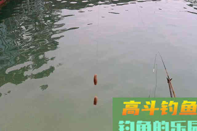 这三种特殊的鱼饵，到底能不能钓上鱼？