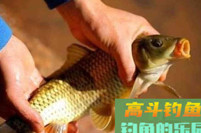 野钓打窝时，可以借用的五大神器