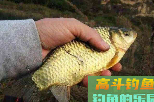野钓十几年，头一次见这种打窝法，鱼漂入水就有口