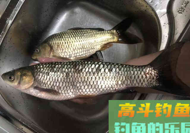 长江野钓，自制纯粮食饵料教学，钓获3条长江野生大鱼