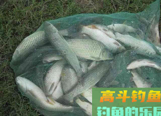 秋季野钓自制饵料配方9个，助你连竿上鱼！