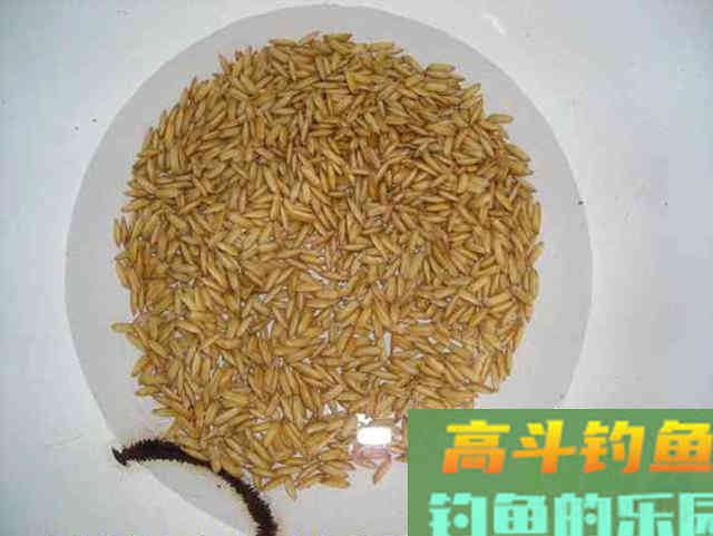 老钓手自制四种粮食钓饵，在农村十分常见
