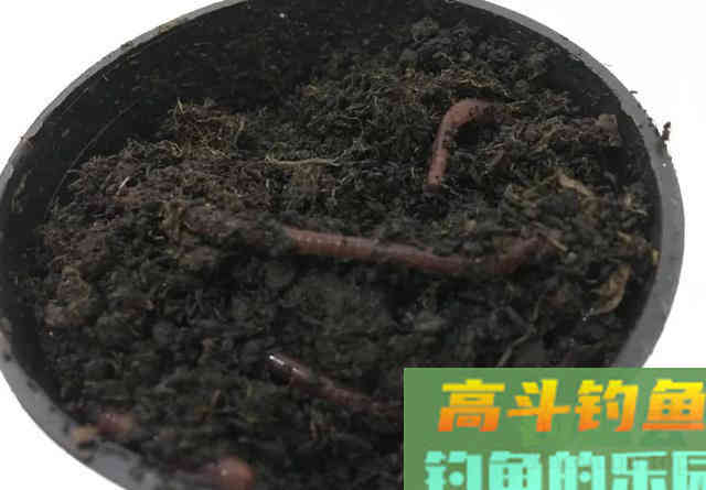 野钓你喜欢用蚯蚓吗？这些关于蚯蚓的小常识知多少