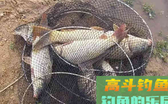 长竿短线钓春鲫，自制灰面和蘸小米，不用打窝都能爆护