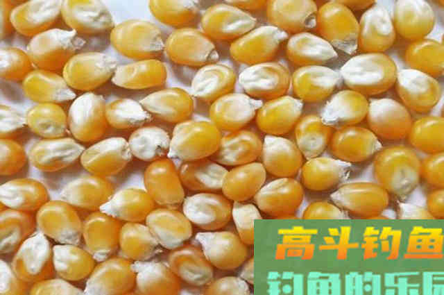 橘子皮配玉米粒，垂钓鲤鱼草鱼效果超好！附配方