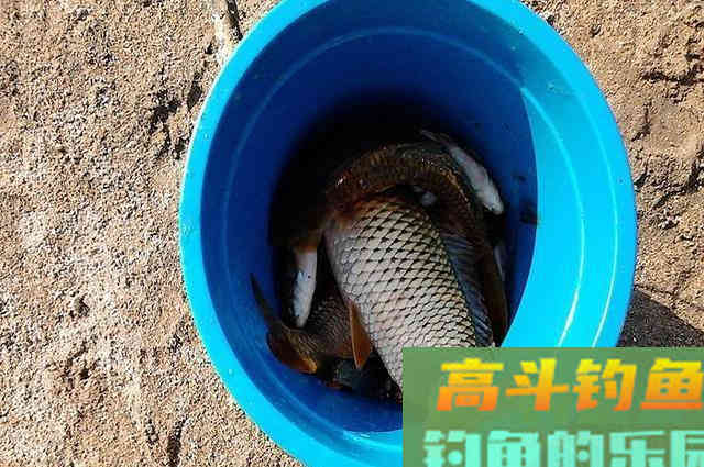 自制特效诱鱼窝料配方分享，适合钓鲫鱼鲤鱼