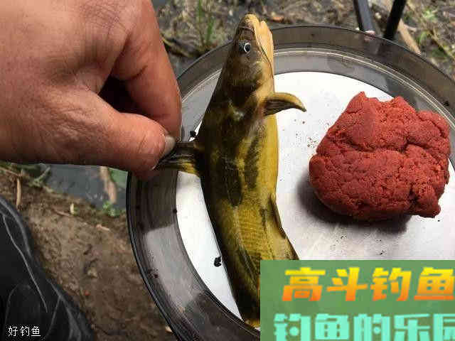 鱼饵四大味型：腥香只是入门，那么酸臭呢？