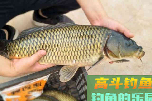 秋分后，钓鲤鱼这些饵料都挺好用的