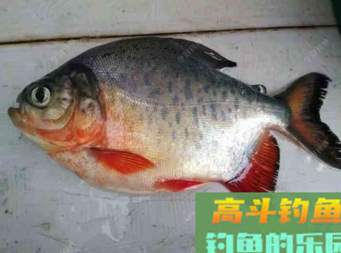 春季用蚯蚓钓鲫鱼、鲤鱼、罗非鱼、黄颡鱼的技巧总结