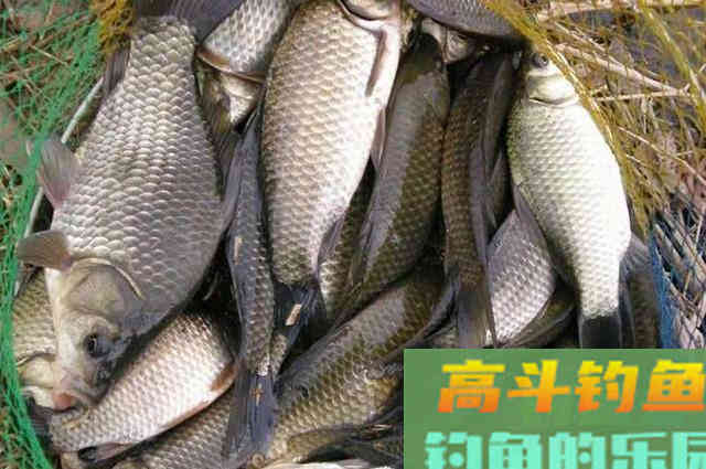 窝料配方，四季钓鱼打窝都能用