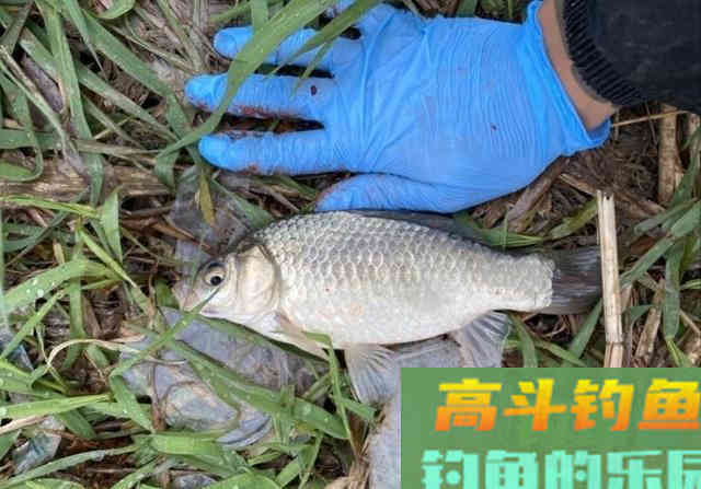 自制颗粒饵料，野钓翘嘴鱼和鲫鱼，钓获3条武昌鱼