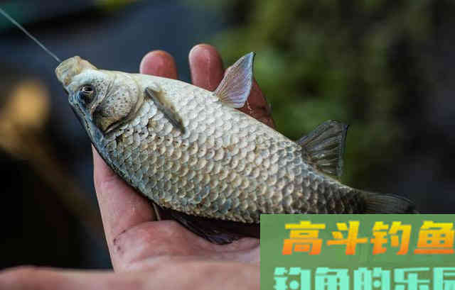 枸杞钓鲫鱼的神饵，分析枸杞作钓鲫鱼的可行性