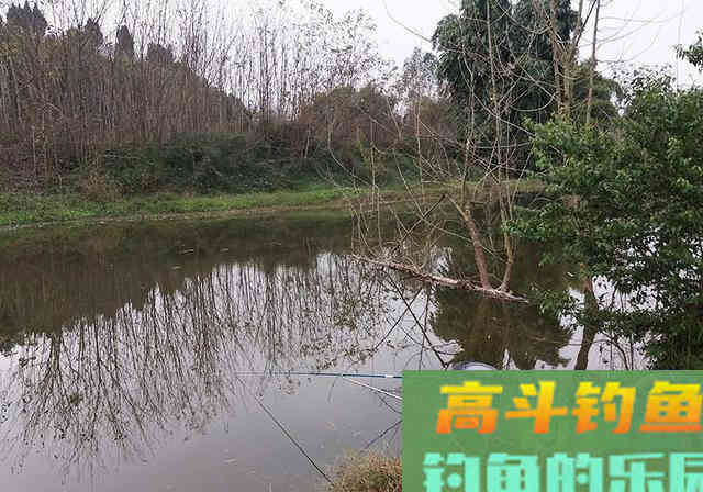 不慎把老干妈撒入窝料中，诱鱼力大增，渔获25斤