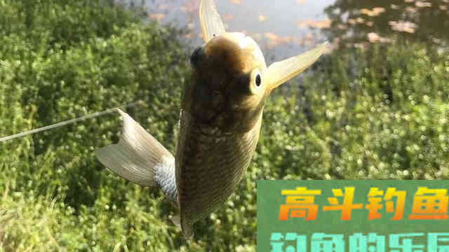 深度解析，钓鱼小药在垂钓中的作用、成分、原理