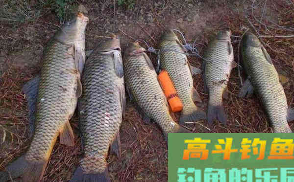 夏季野钓必备的七个自制饵料配方